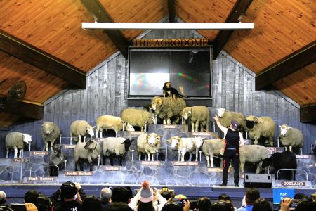 Farm show in Rotorua - NZ small group tours by FiveE Travel