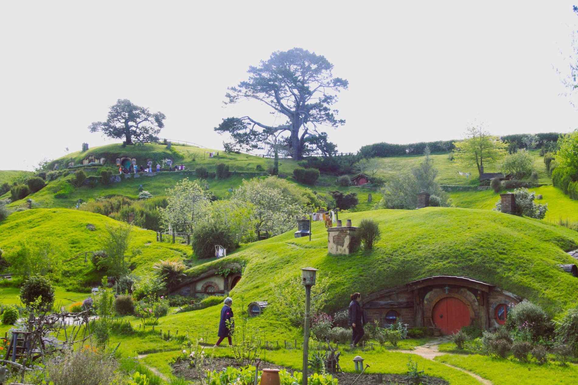 Discover the best Hobbiton tours with FiveE Travel