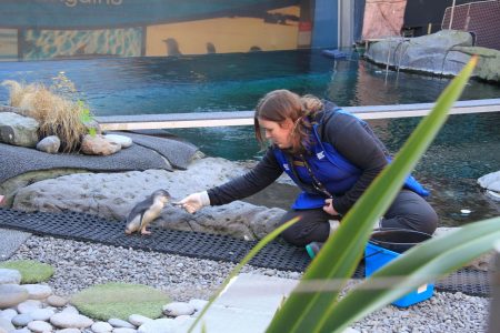 FiveE Travel cares for nature and wildlife in New Zealand small group tours