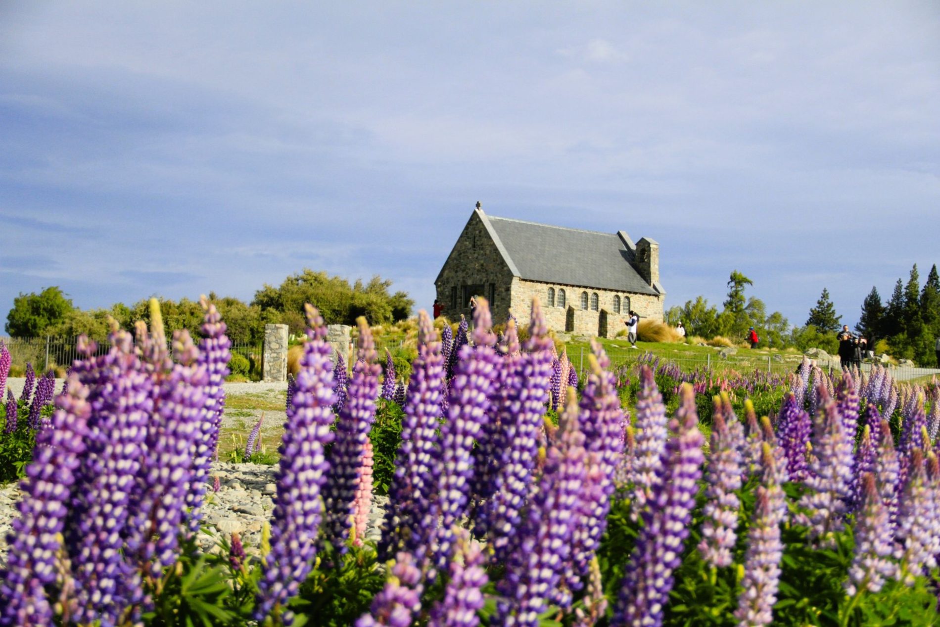 Lake Tekapo: FiveE Travel’s Award-Winning Attractions on New Zealand small group tours