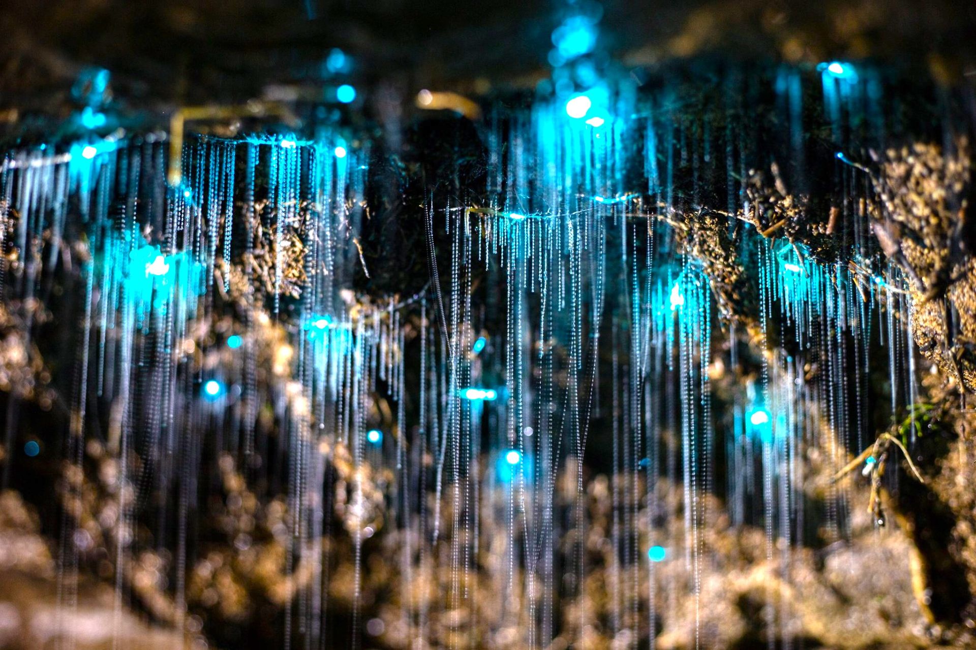 Waitomo Caves